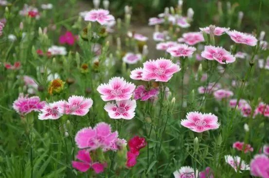 看到花的时候,不知是什么花?那就收下这份百花图谱