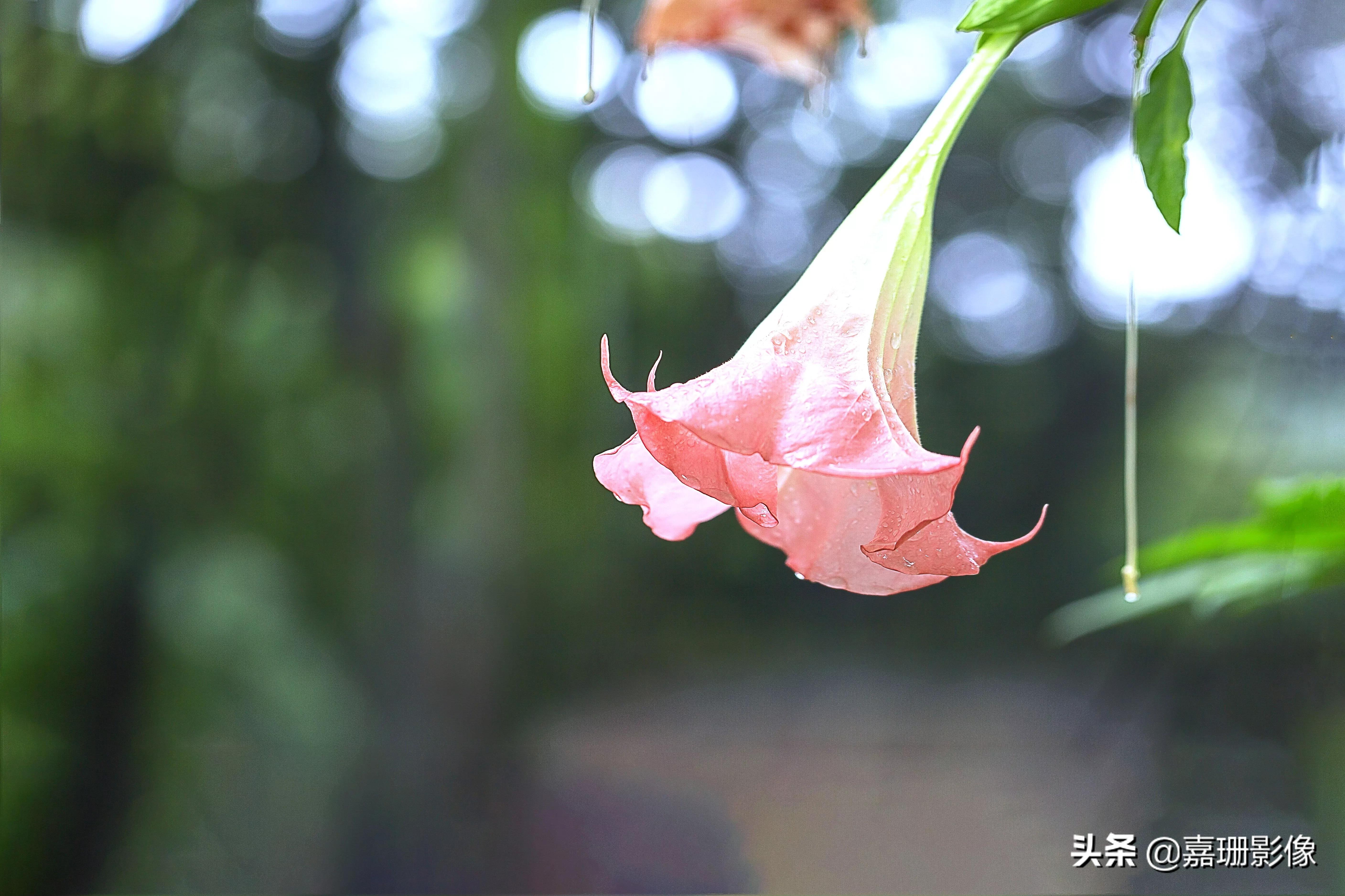 看看花容，听听花语2020年我镜头里的百种花卉