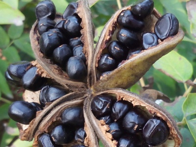 牡丹花的种植方法视频教程,牡丹花地栽种植方法
