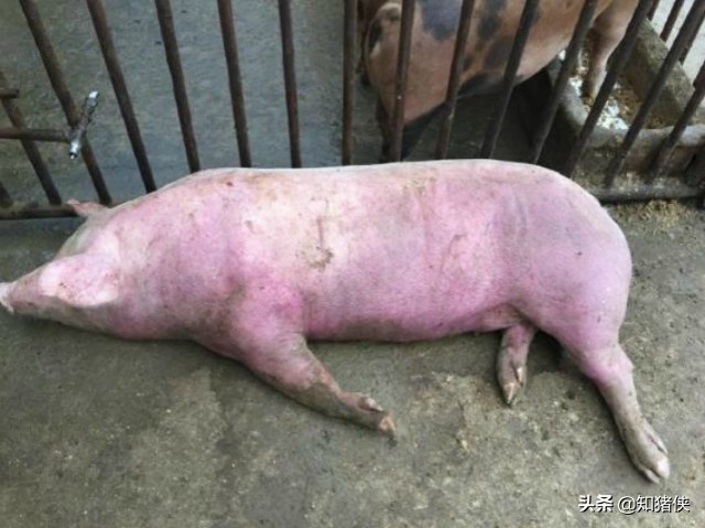 这种病引起猪反复高烧、身上发红，只有一类药能治好