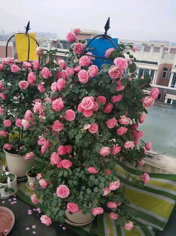 养花忘记浇水的幽默句子,养花浇水不知道量怎么办