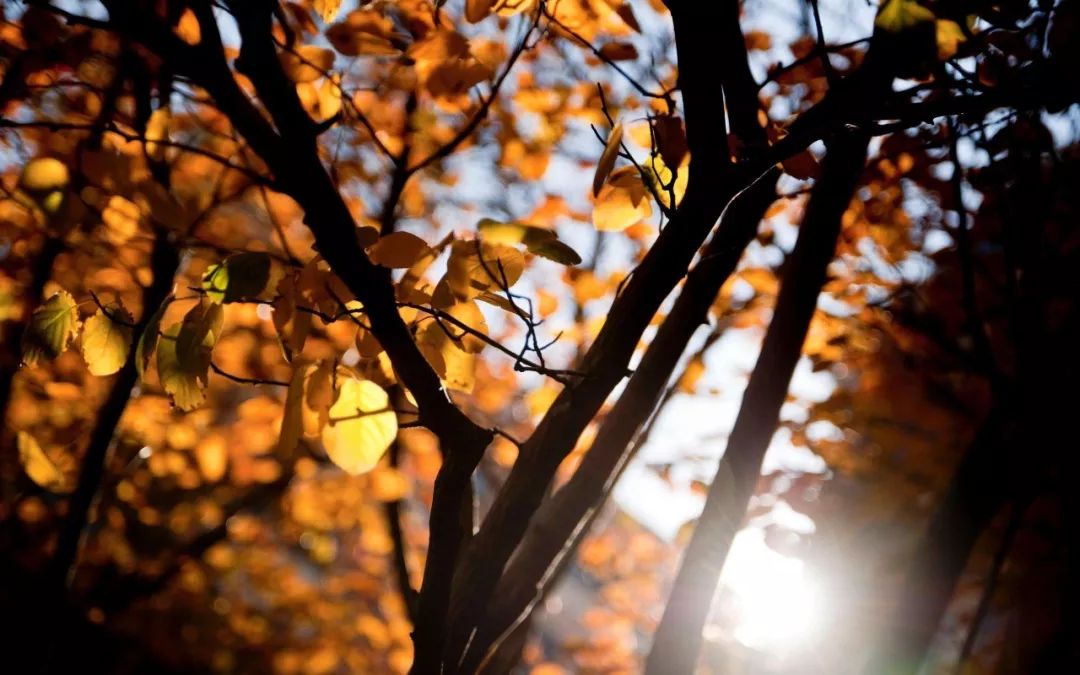 央视祖国大好河山常用的背景音乐,经典的背景音乐央视