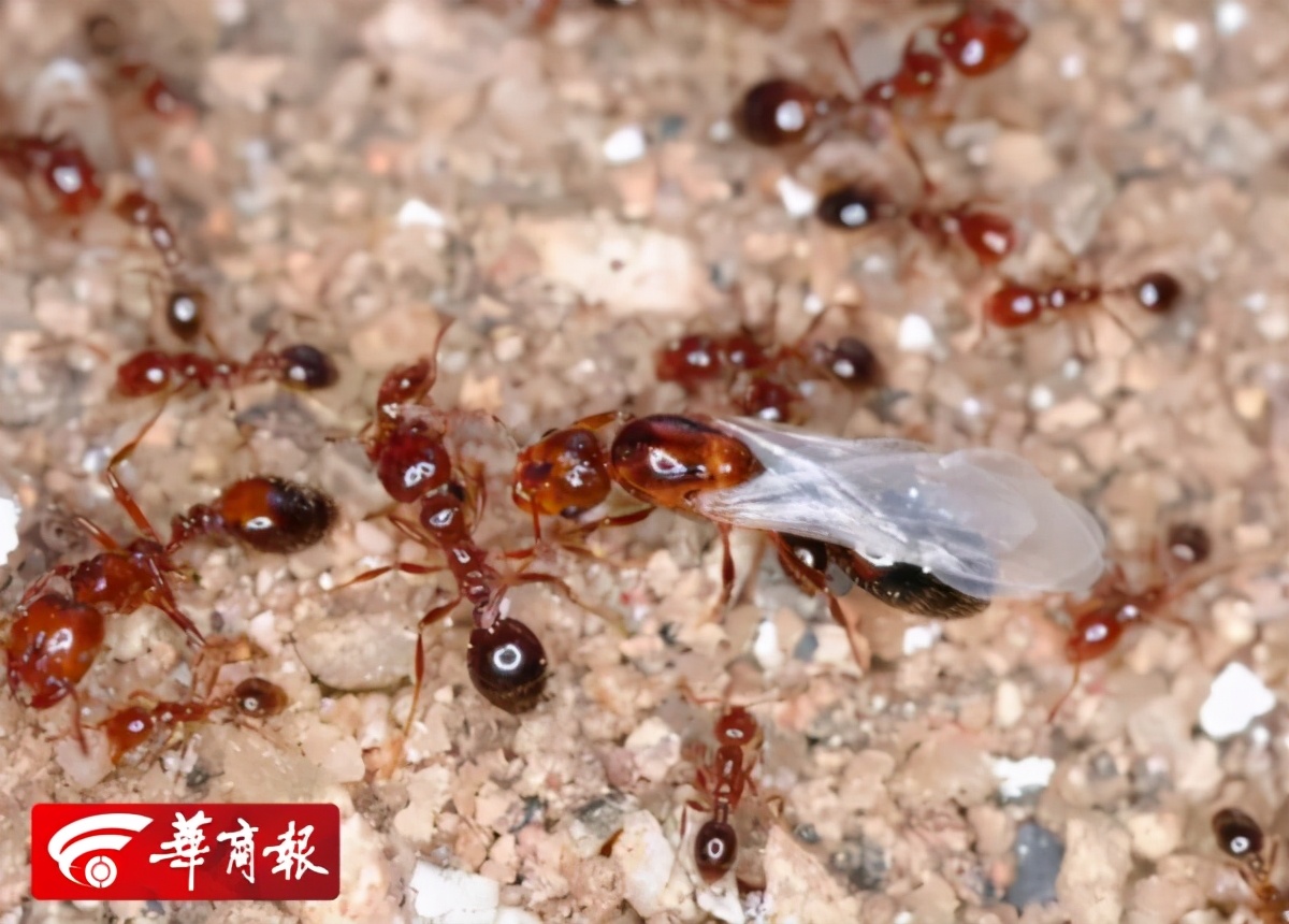 提醒！西安多地被列入“美国白蛾疫区”，官方曾高价通缉！