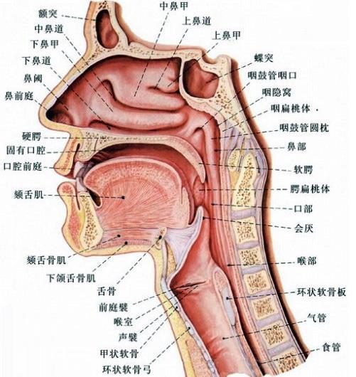 第八课完整版视频,第八课朗读人教版英语