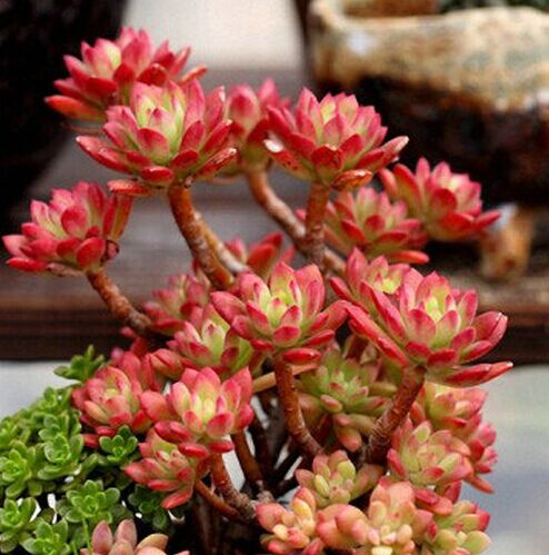 多肉早安图片大全,多肉大全100图