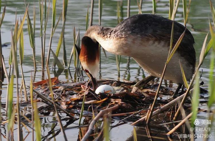 凤头鸊鷉粤语,斑头雁飞得最高的鸟