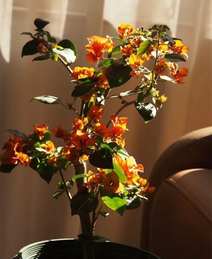 养花新手不知道养什么，就选这几种植物，轻松养爆盆