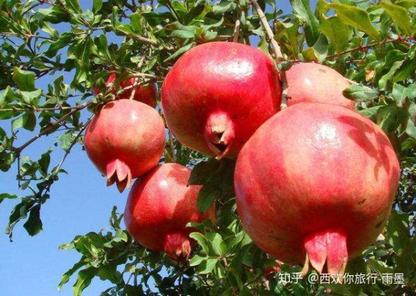 *疆新**瓜果攻略最好的季节配最美味的水果