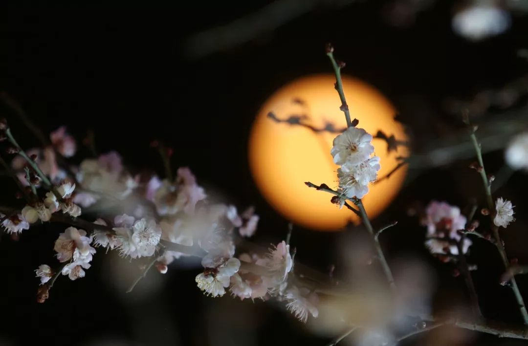 今夕元宵灯火依然通明,元宵佳节灯火明家家户户庆团圆