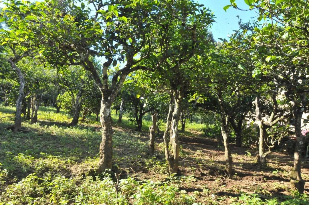 大V吴晓波被禁言,吴晓波讲茶叶