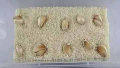 为什么大米夏天生虫子,大米在什么情况下会生虫子