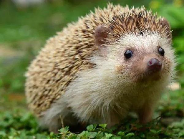 胡黄白柳灰五仙的来历,胡黄灰白柳蟒分别指的是什么