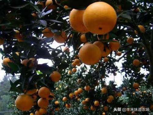 如何挑选多汁薄皮的橙子,怎么挑选又大又甜的橙子