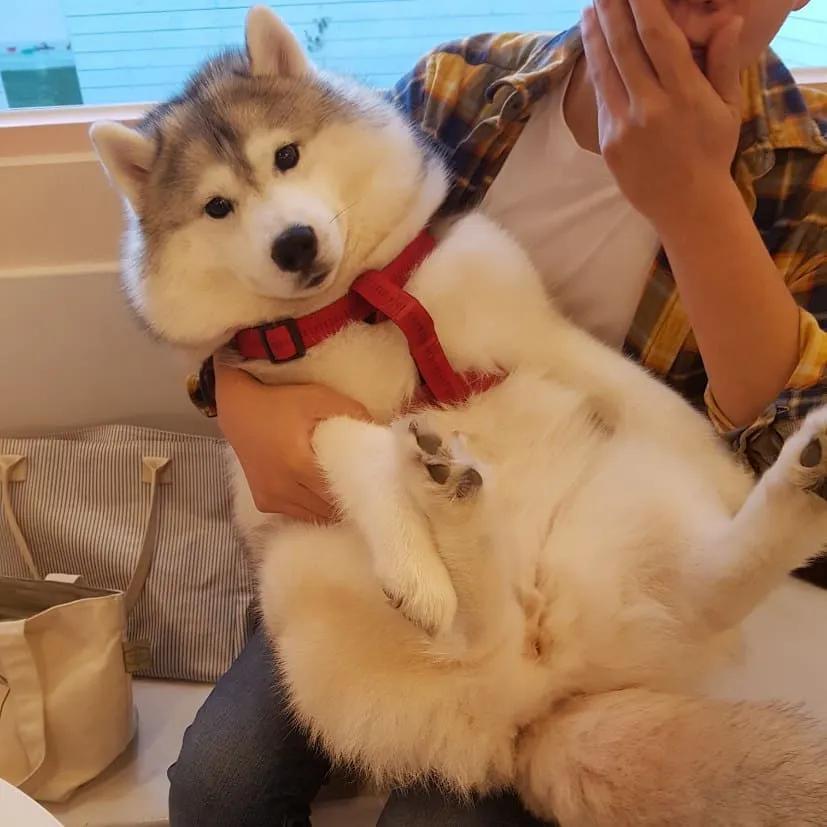 二哈为什么变瘦了,二哈太胖了必须要减肥