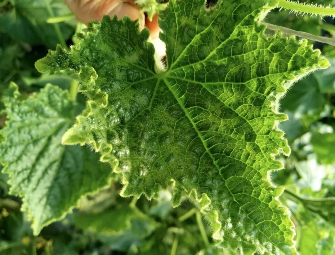 黄瓜的常见病害不包括什么,黄瓜病害清晰图谱大全详解