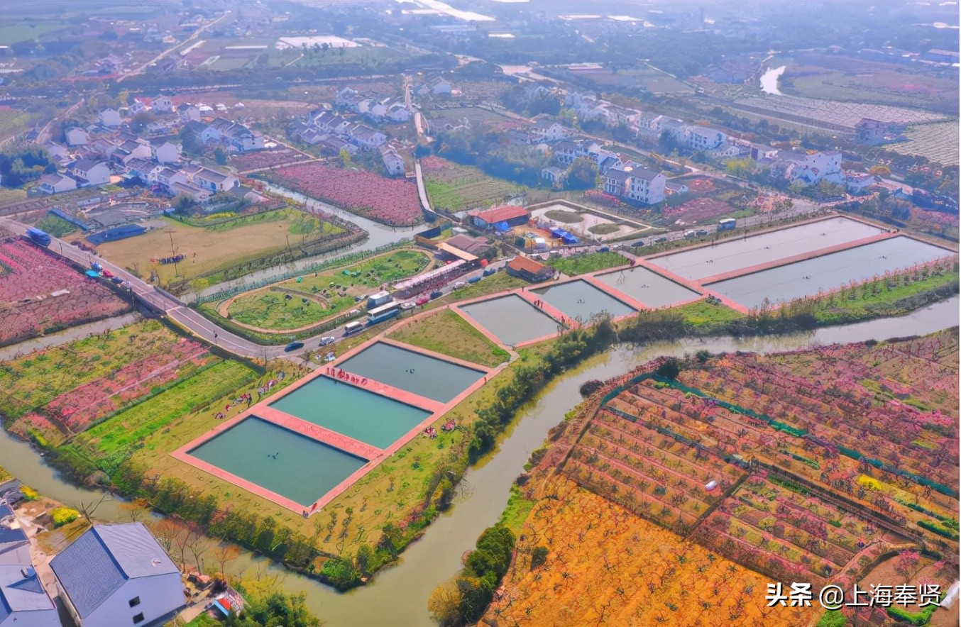 奉贤五一游玩打卡的地方,奉贤休闲度假游玩攻略