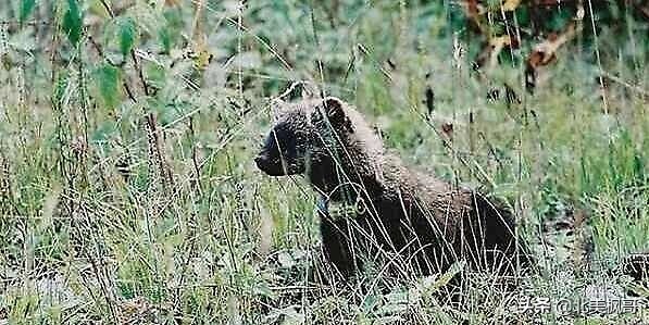 在加拿大最危险的五件事情,加拿大有什么危险动物或昆虫