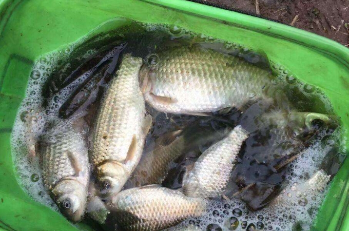 面食饵料钓不到鱼怎么办,冬季钓鱼有鱼口钓不上