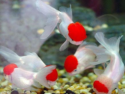 锦鲤春天得病,锦鲤冬季有哪些常见病