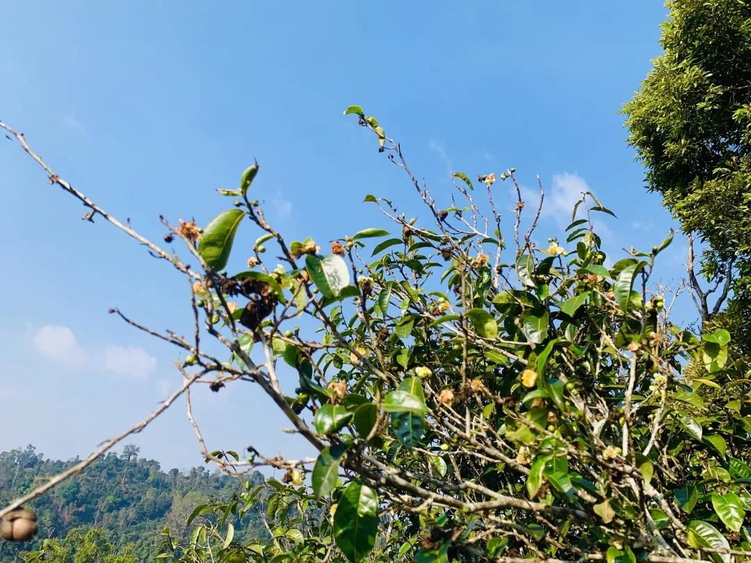 普洱茶四大产区和六大茶山,普洱茶六大产区和六大茶山地图