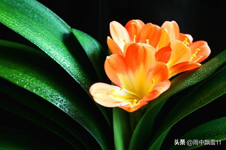 君子兰怎么养才能开得更好,君子兰怎么养才是最好而且能养活