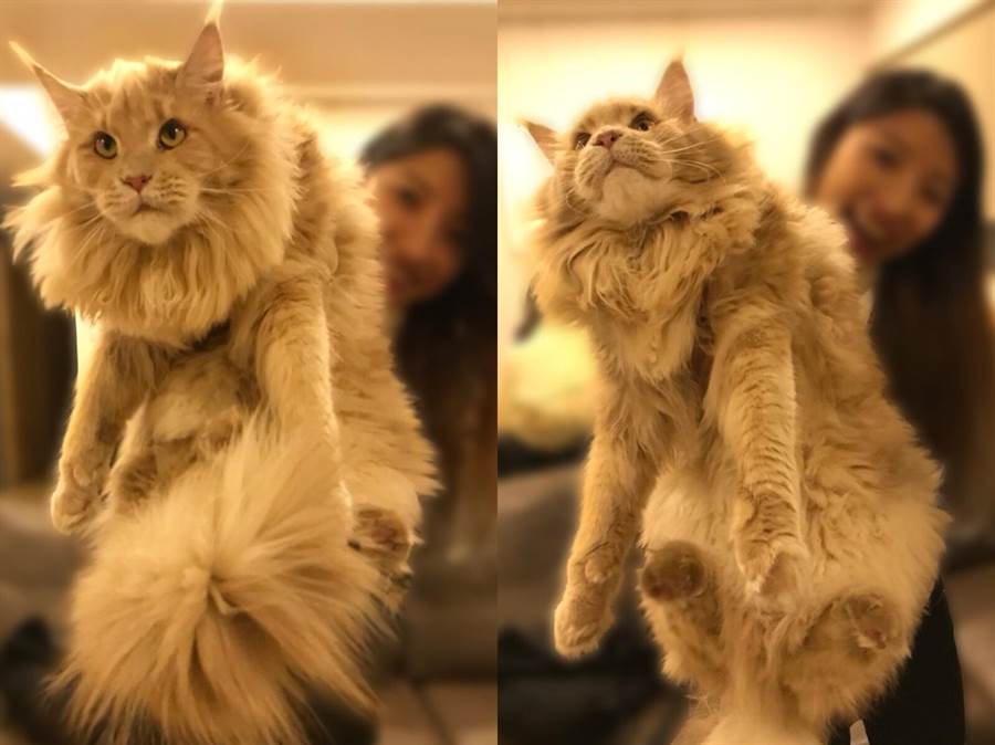 缅因猫撞脸明星,缅因猫撞脸易烊千玺视频