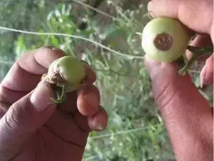 冬春大棚番茄病害怎么防治,番茄早春茬病虫害