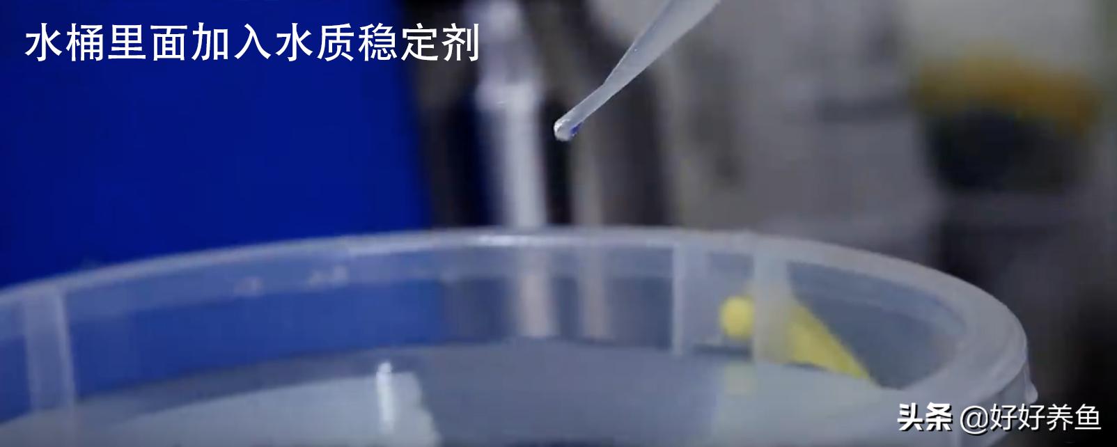 鱼缸换水注意事项养鱼老道,鱼缸养鱼换水的重要性