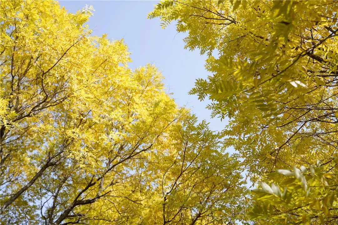 思源学院美景照片,西安思源学院秋景色