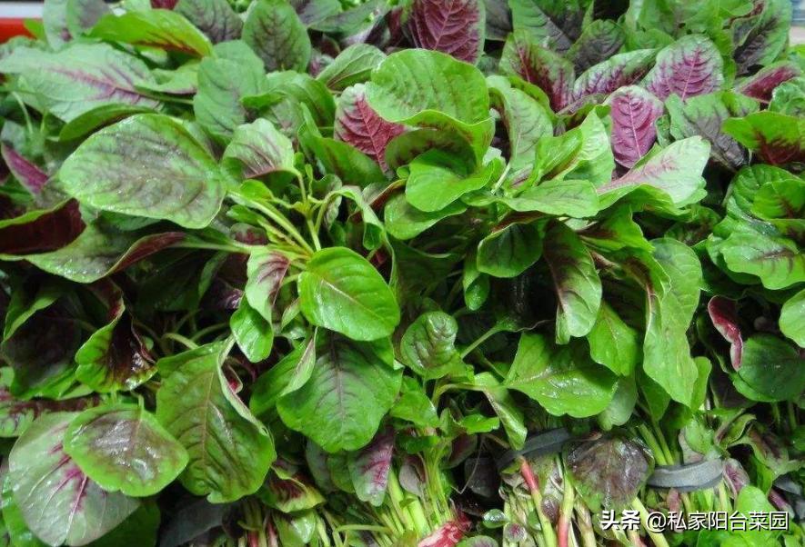 野菜盆栽的种植方法,盆栽野菜100种