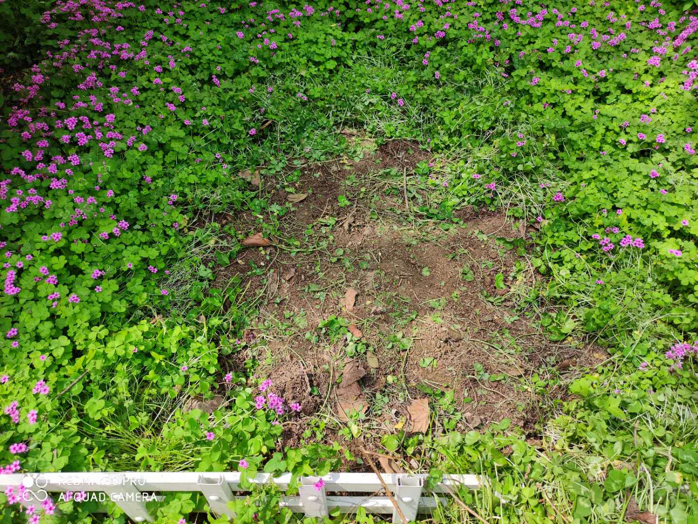 红花酢浆草属于三叶草吗,红花酢浆草与三叶草是一个品种吗