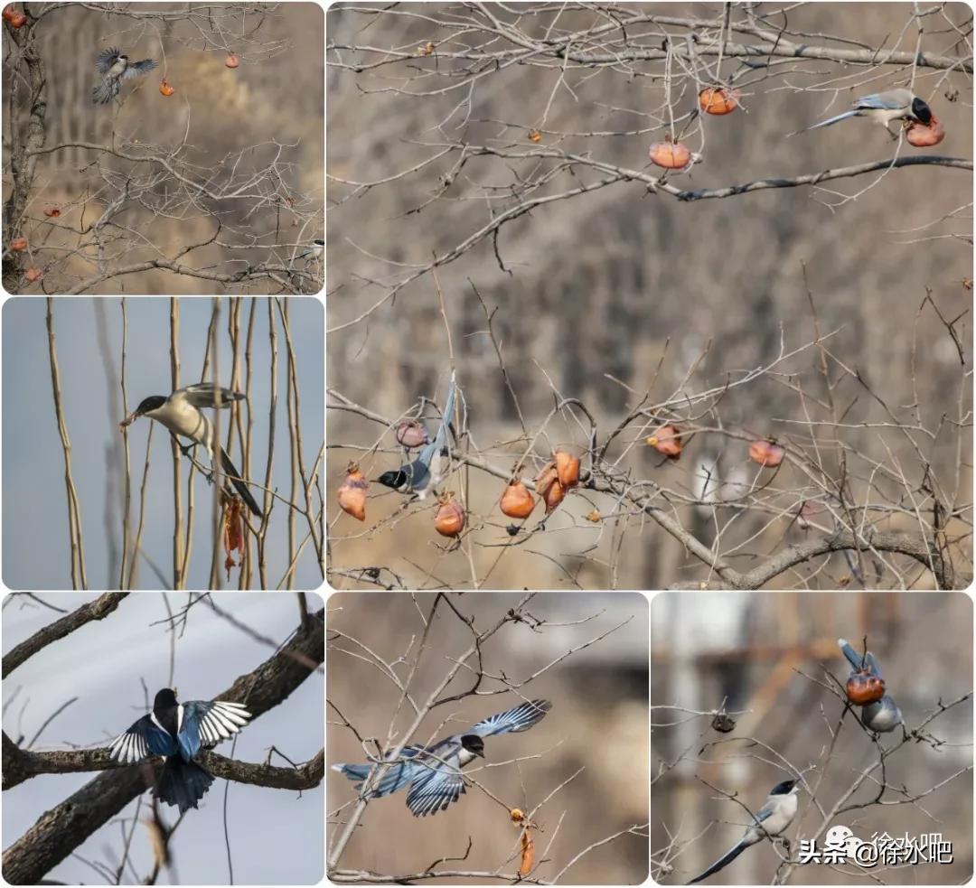 「徐水映像」换个角度看保定徐水,美