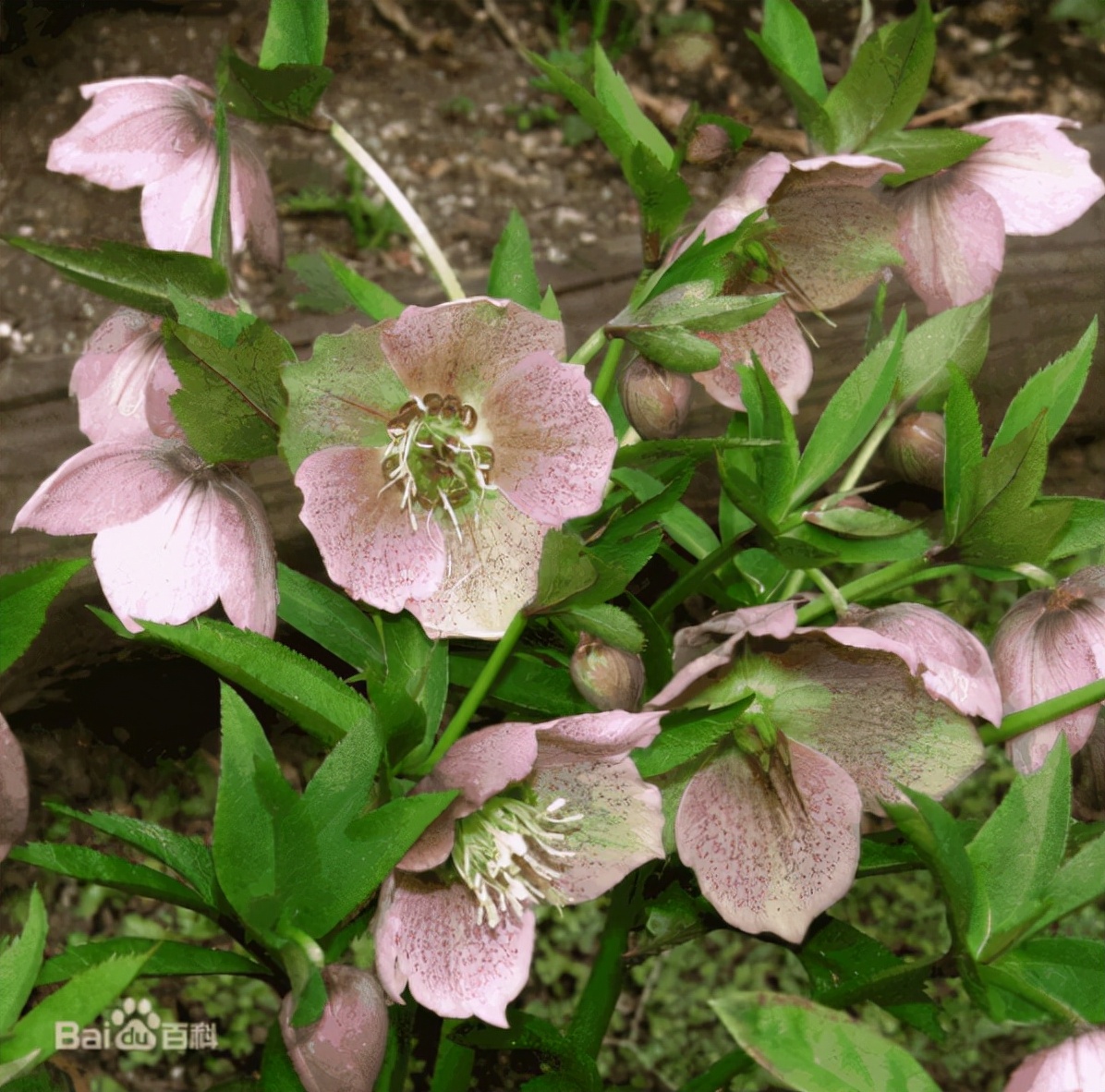 每日一花11.16：圣诞蔷薇
