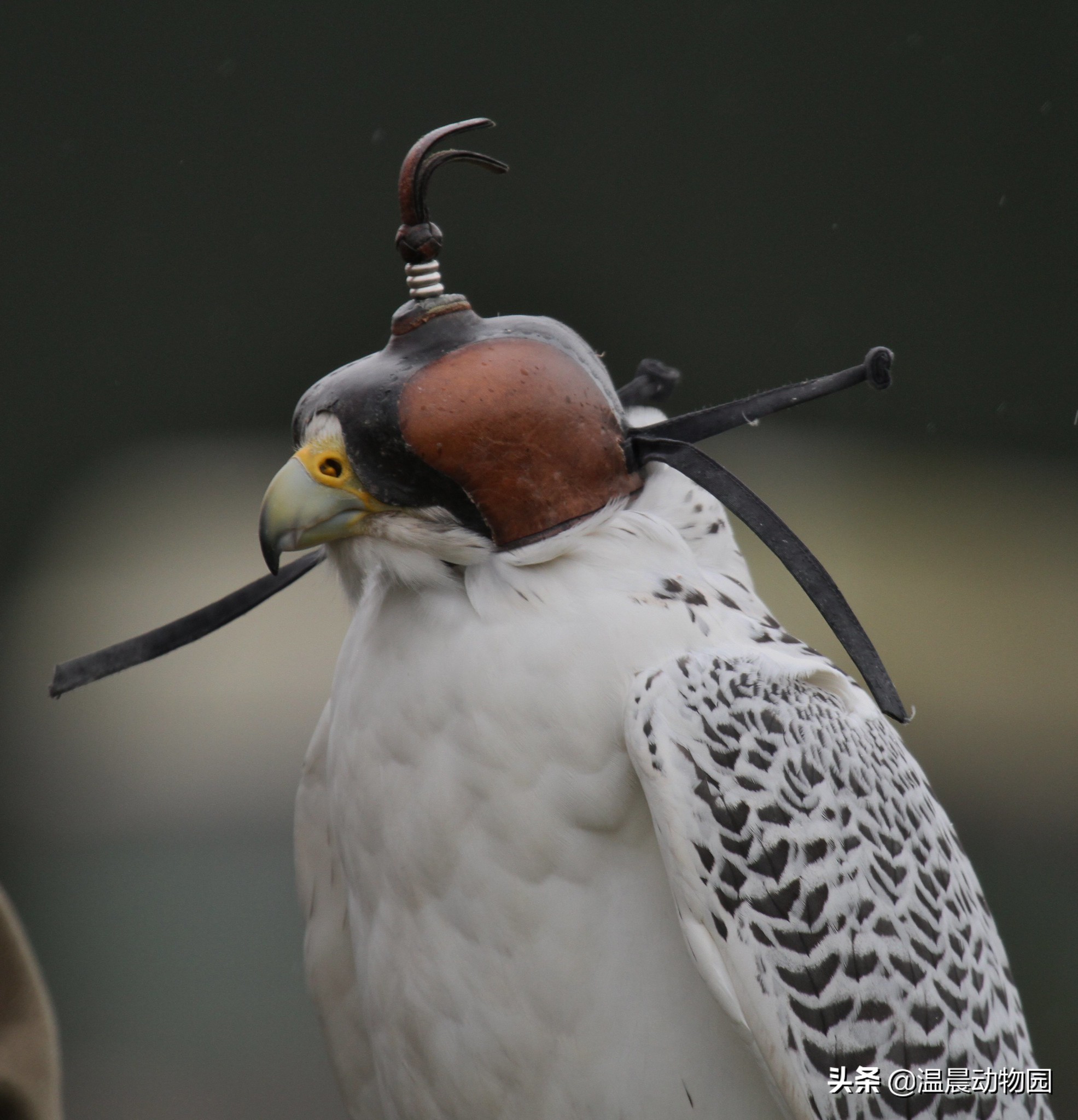 为什么海东青被称为神鸟,海东青是天空中的无敌王者吗