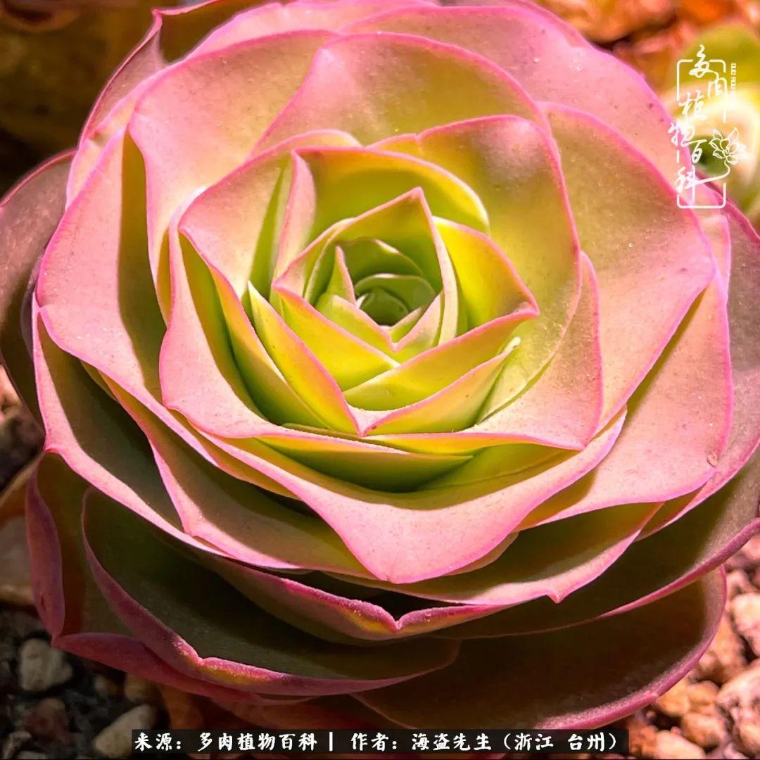 山地玫瑰养护顺口溜,山地玫瑰的养护种植注意事项视频