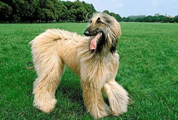 世界五大颜值爆表的狗狗,长腿狗狗欧巴