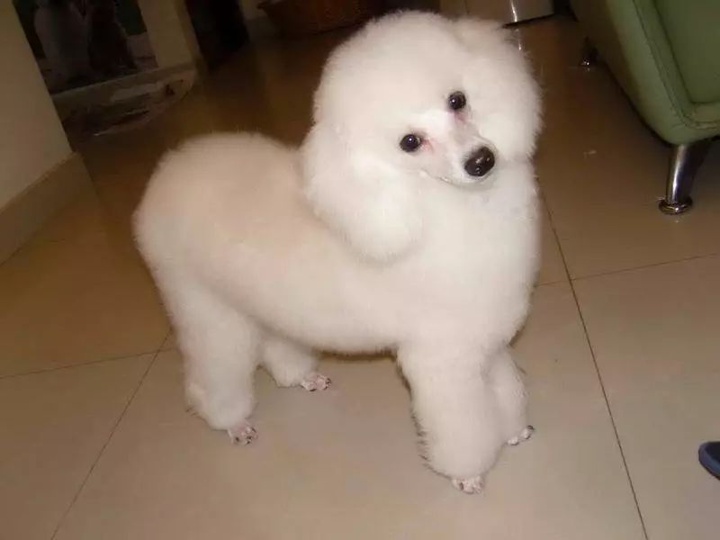 贵宾犬身上有腥气是什么原因,贵宾犬发臭是什么原因