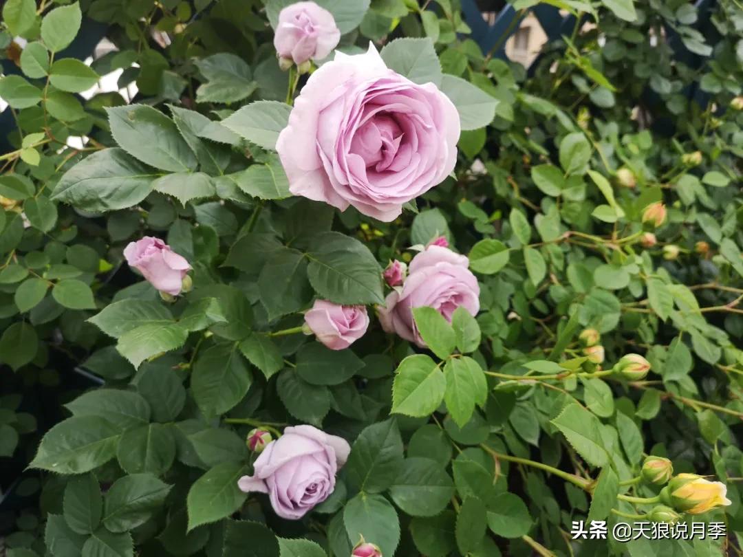 月季花是时候展现真正的技术了 (开春的第一波月季花就这么过去了)