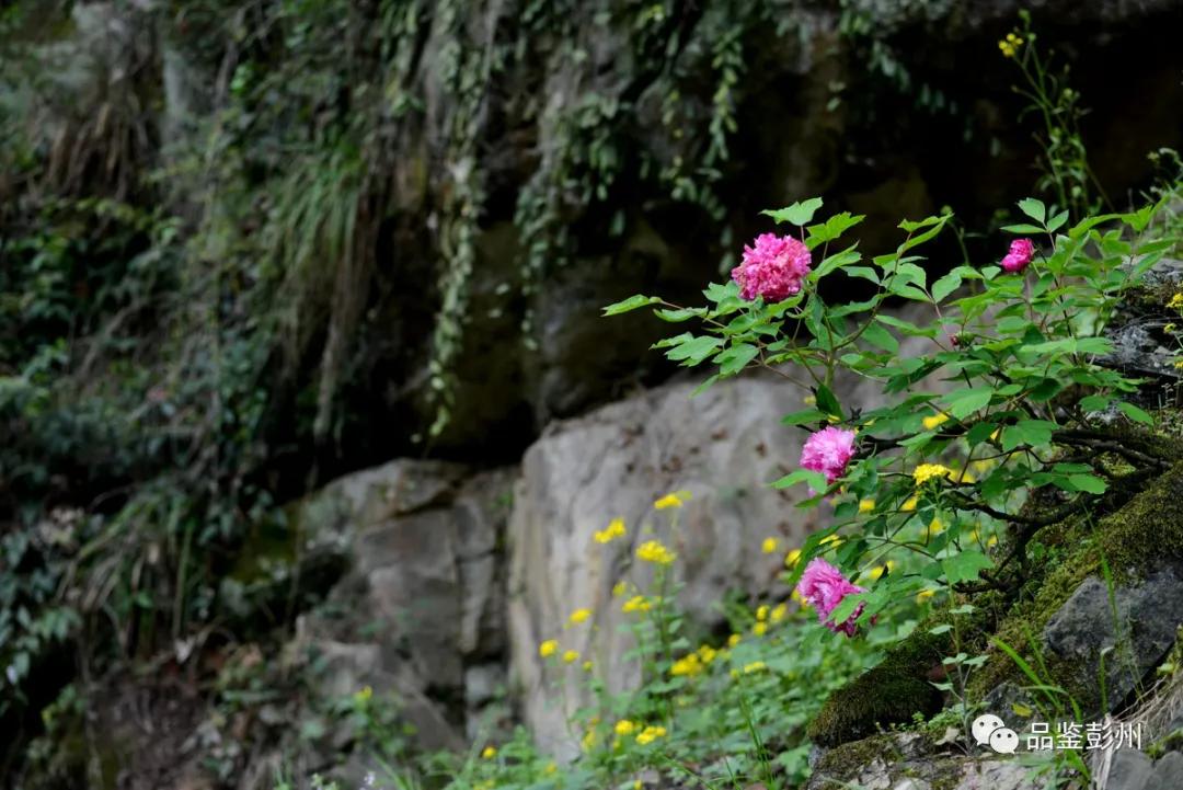 牡丹花开惹人醉鸟语花香,牡丹花开国色天香惹人醉
