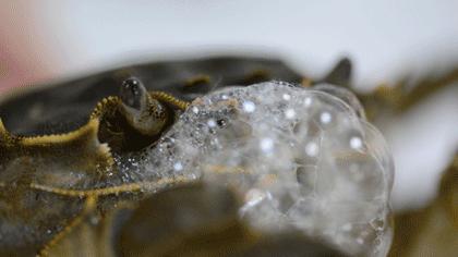 吃不完的大闸蟹怎么办？和杭州刘奶奶一样做醉蟹，只是不要拿错酒