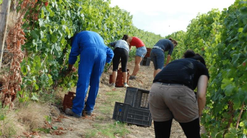 澳洲打工的骗局纪录片,澳洲农场打工真实现状