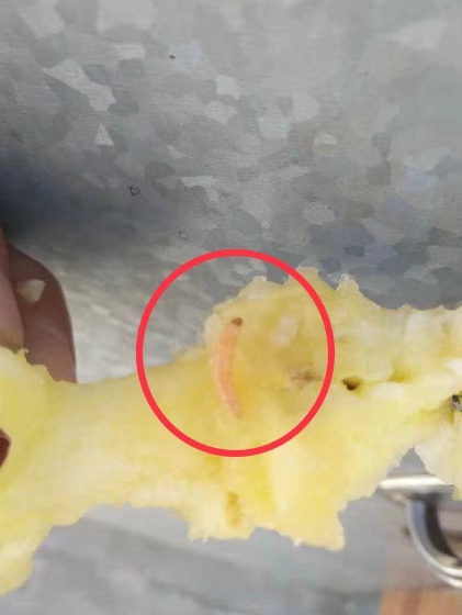 苹果吃到最后爬出来一条虫子,吃苹果吃到一半突然发现有个虫子