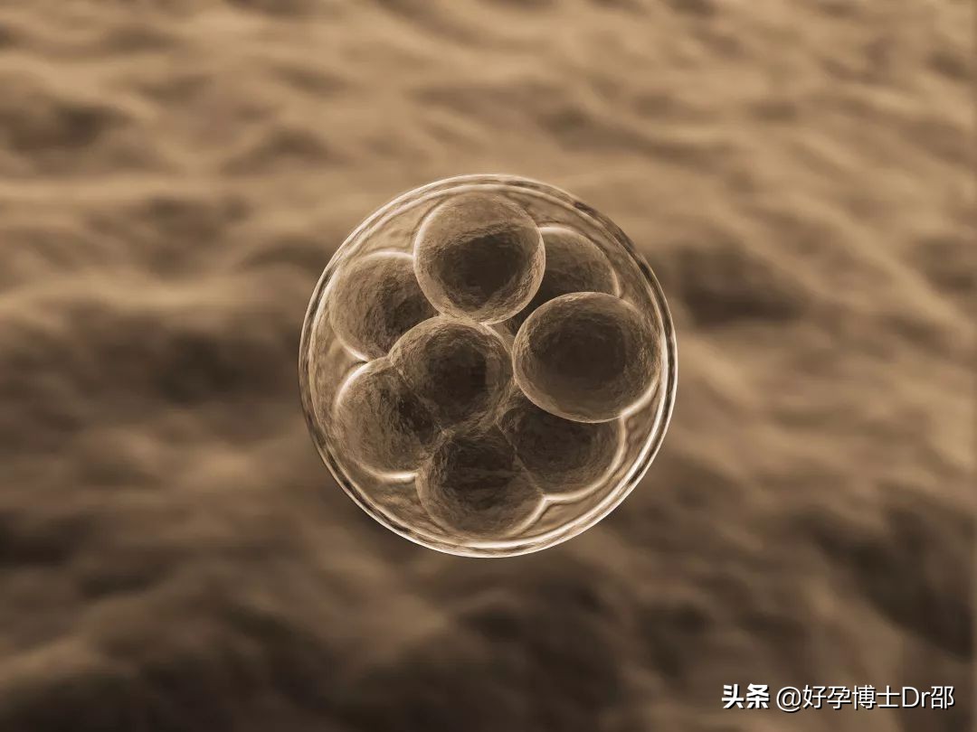 怎样的卵子是优质卵子,什么样的卵子最好的