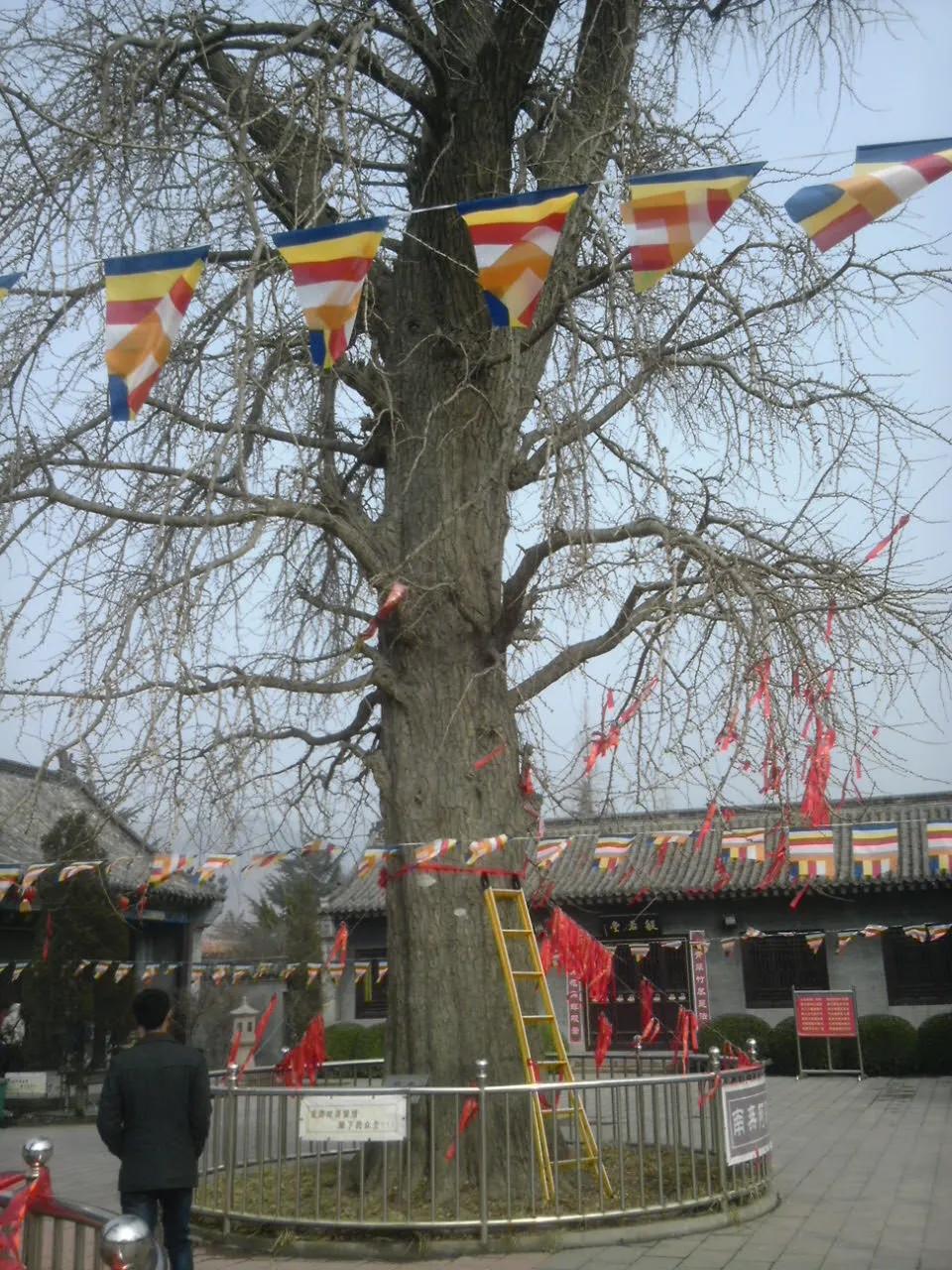 说说青岛的风土人情,说说青岛文案