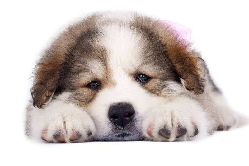 狗狗骨膜炎症状及治疗,狗狗胸膜性肺炎打什么针