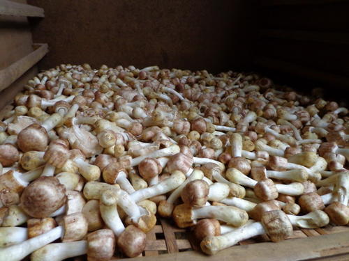 林下巴西菇种植技术,巴西菇的种植方法