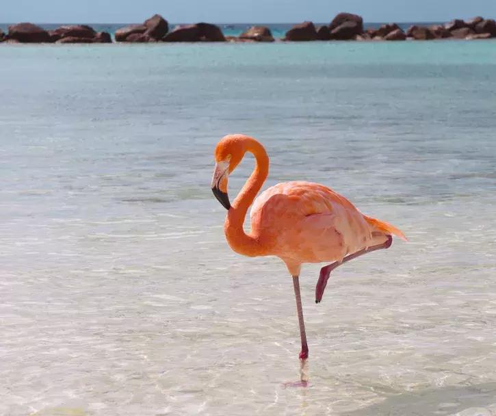 评论有礼！最好玩的动物宝宝操，你最想和宝宝做哪个？