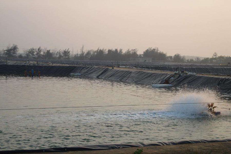美味的鲟鱼怎么养殖，保持干净的水质，根据体重合理投喂