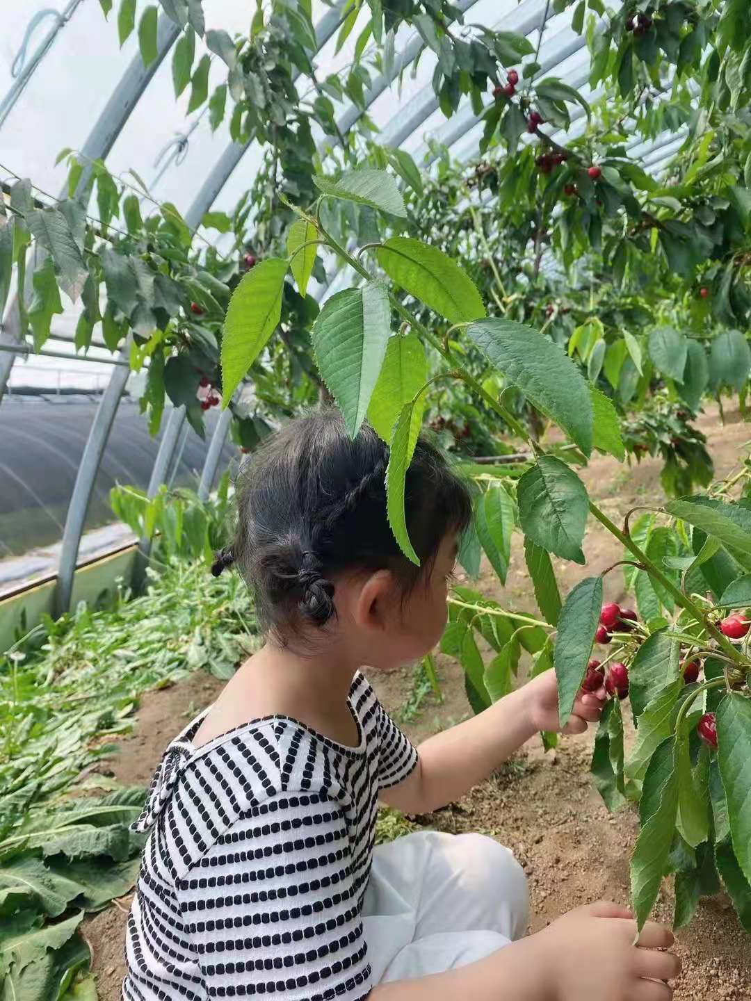 沈阳采摘樱桃园哪个最好玩,沈阳华仔大樱桃采摘园