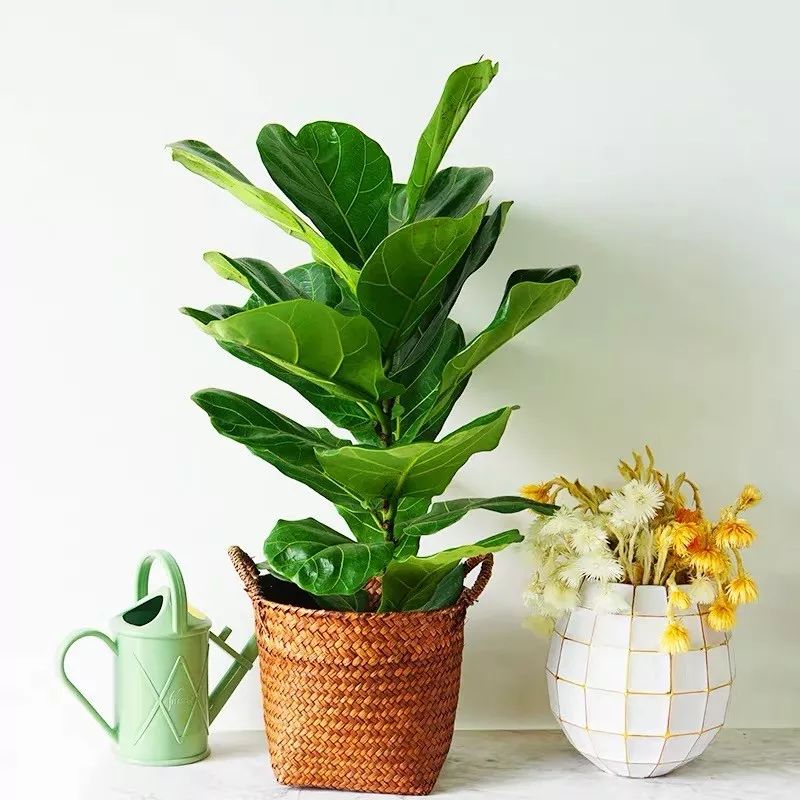 吸甲醛净化空气最好的绿植,除甲醛净化空气的室内绿植